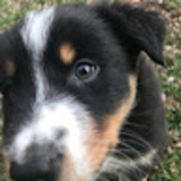 Meet your Posher, Tracy - Picture 1 of 1